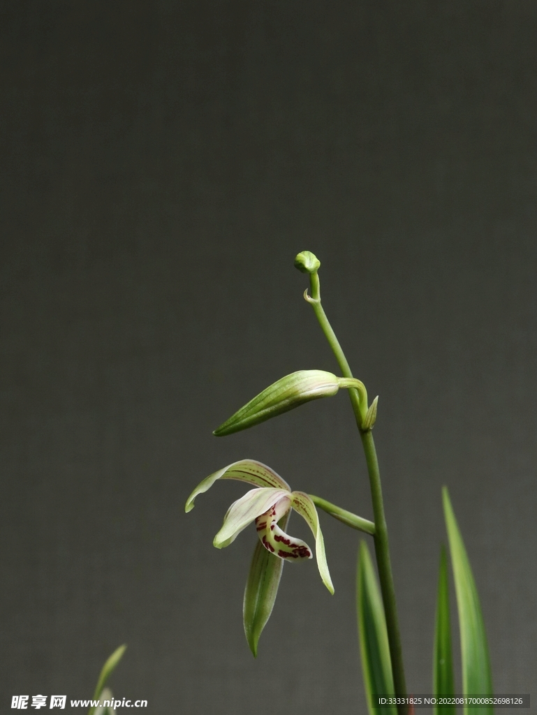 兰花
