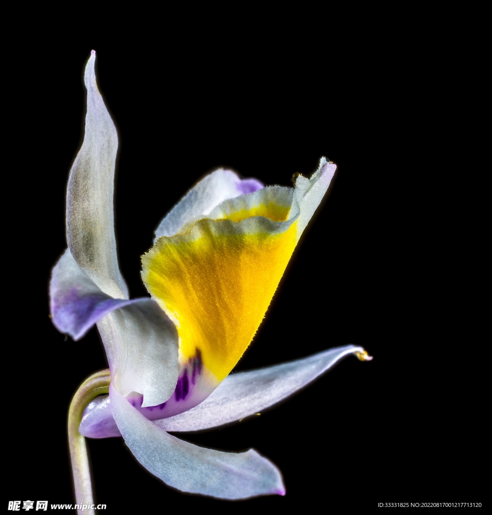 兰花