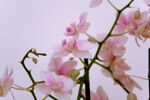 兰花