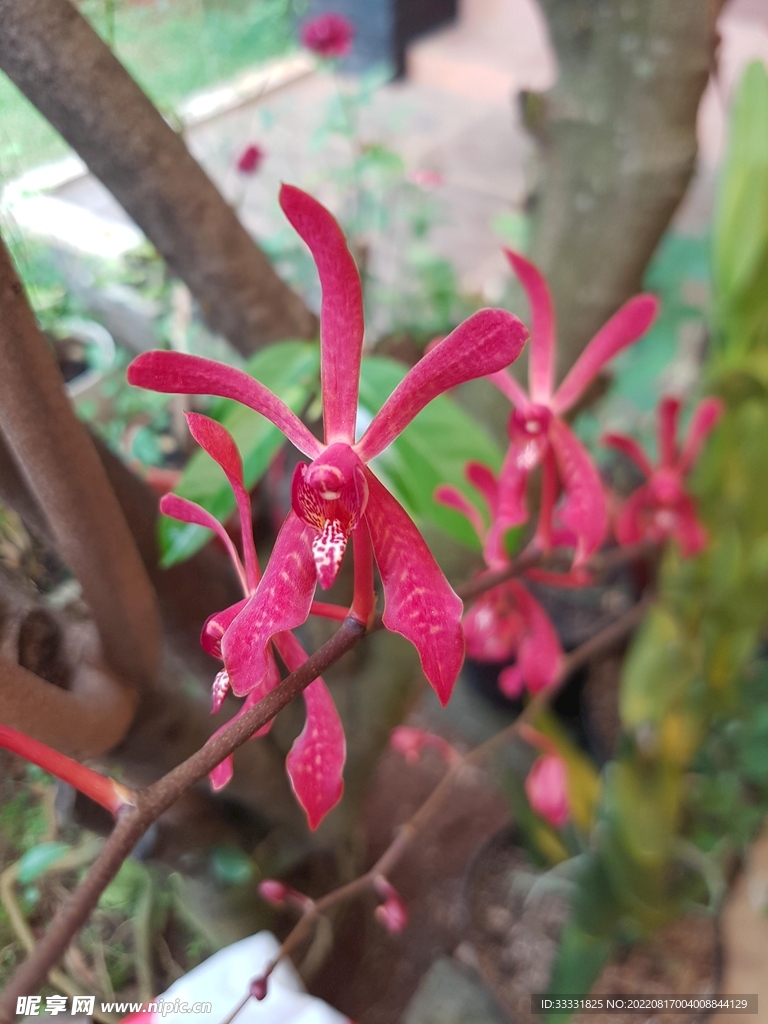 兰花