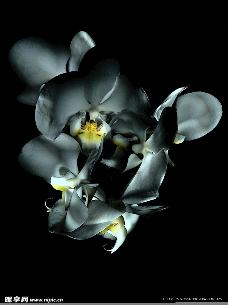 兰花
