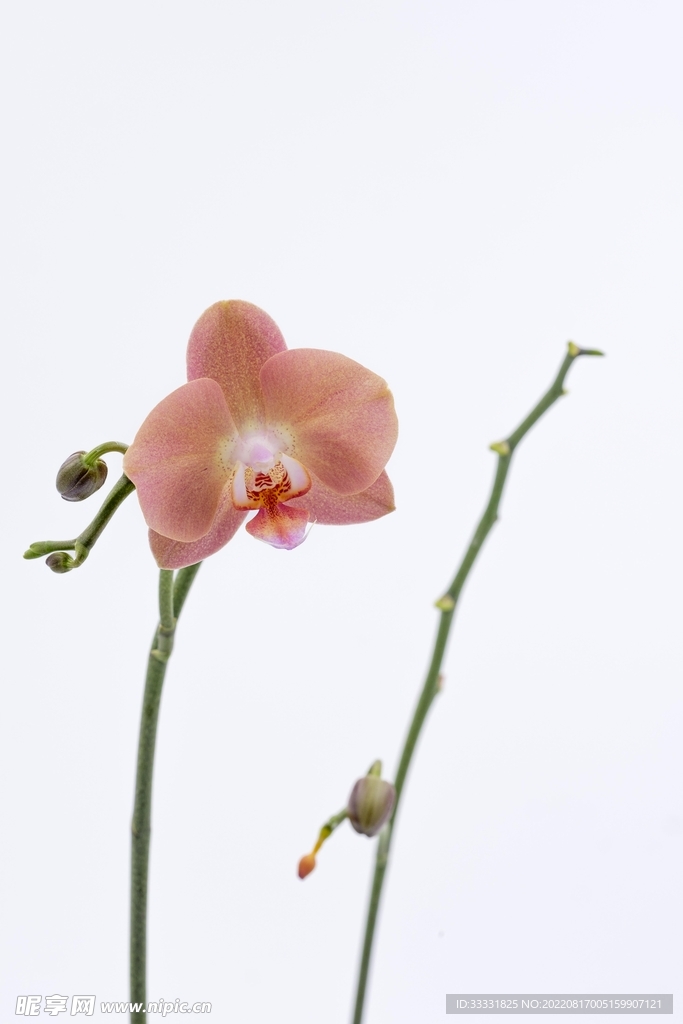 兰花