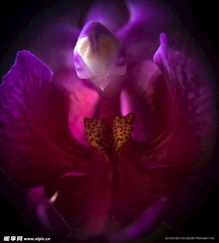 兰花