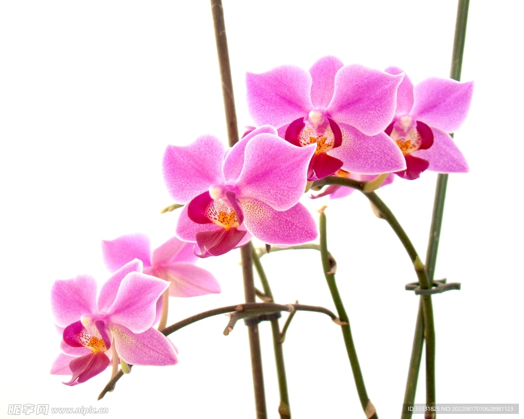 兰花
