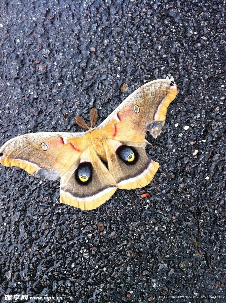 蝴蝶