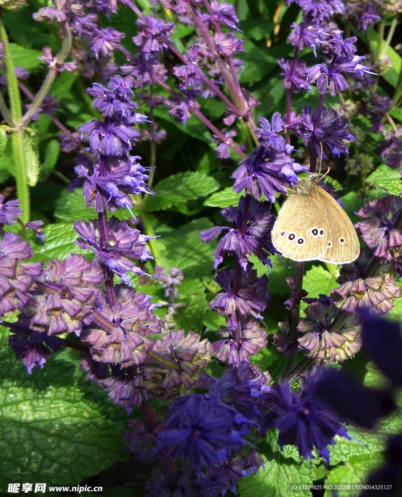 蝴蝶