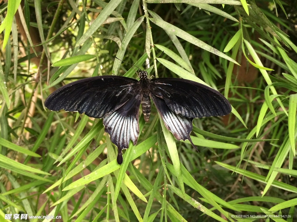 蝴蝶