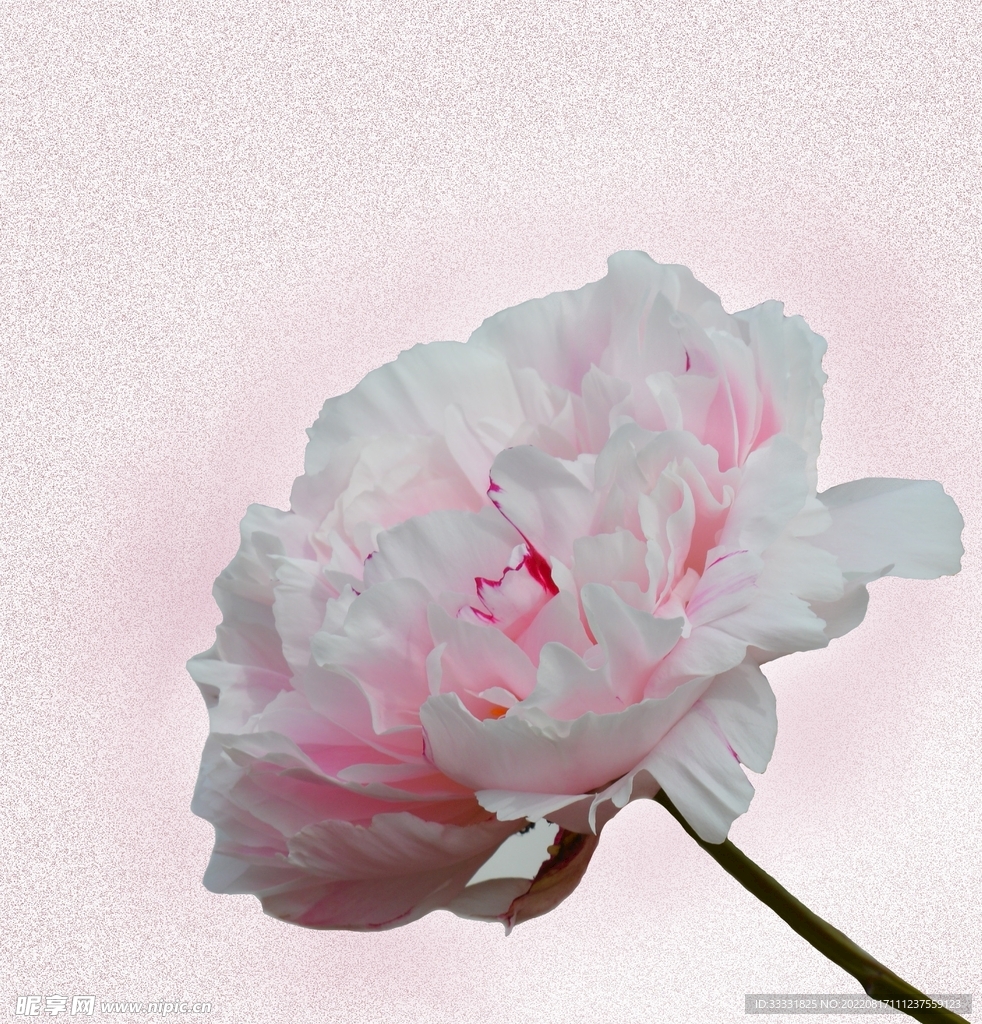 牡丹