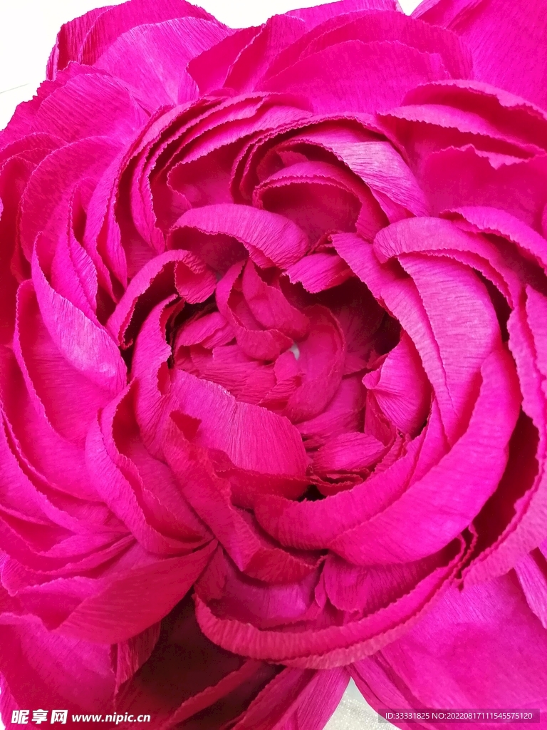牡丹