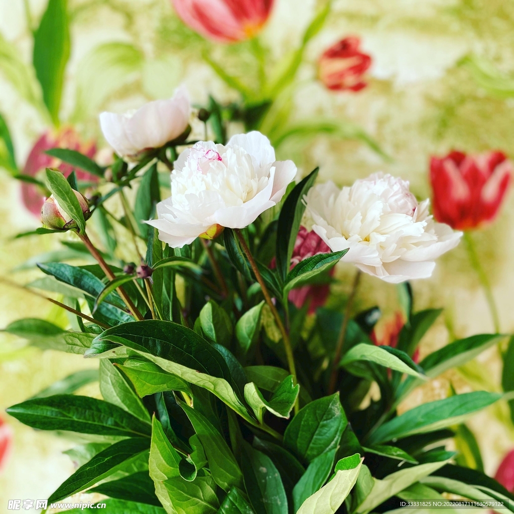 牡丹
