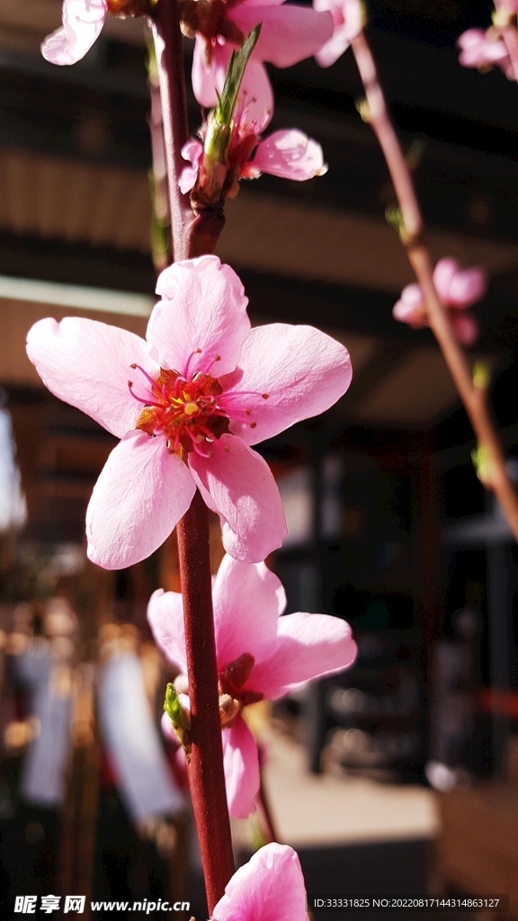 桃花