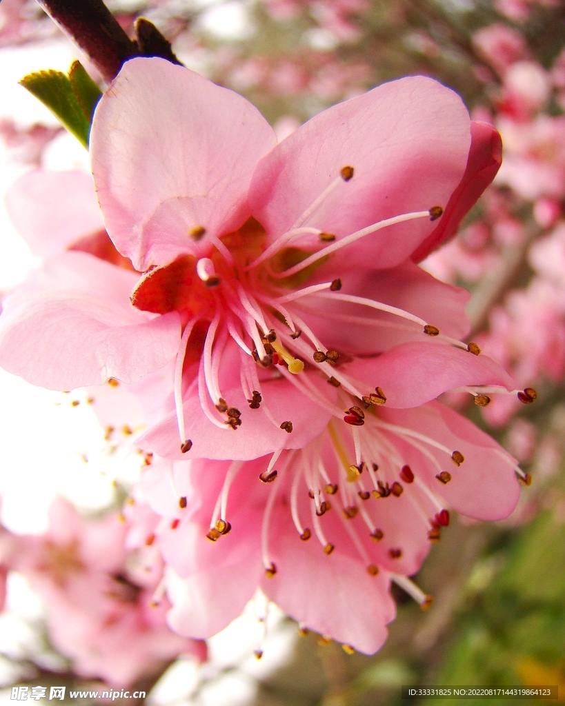 桃花