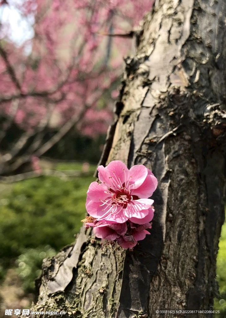 桃花