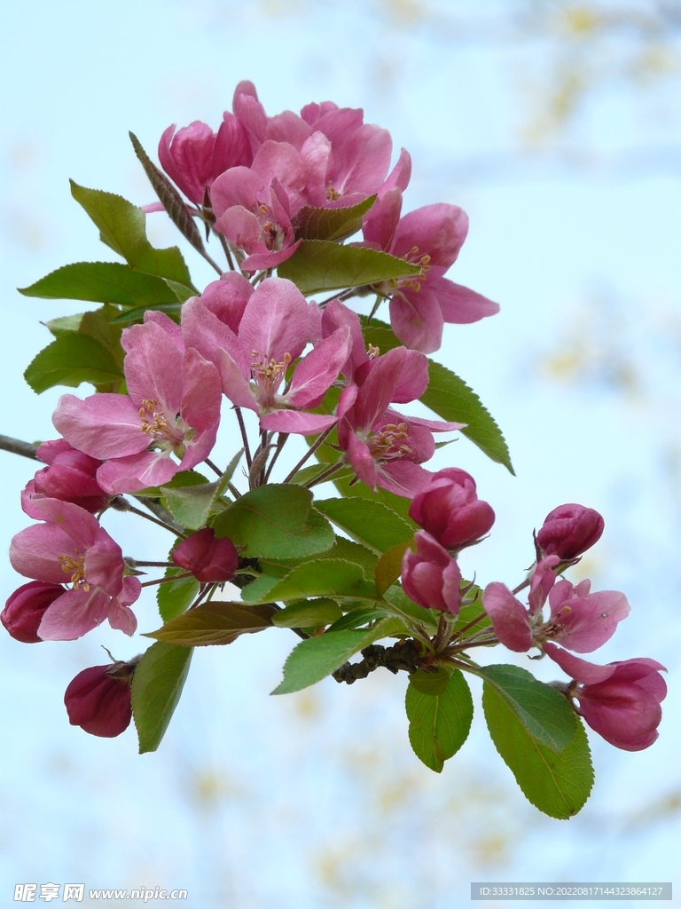桃花