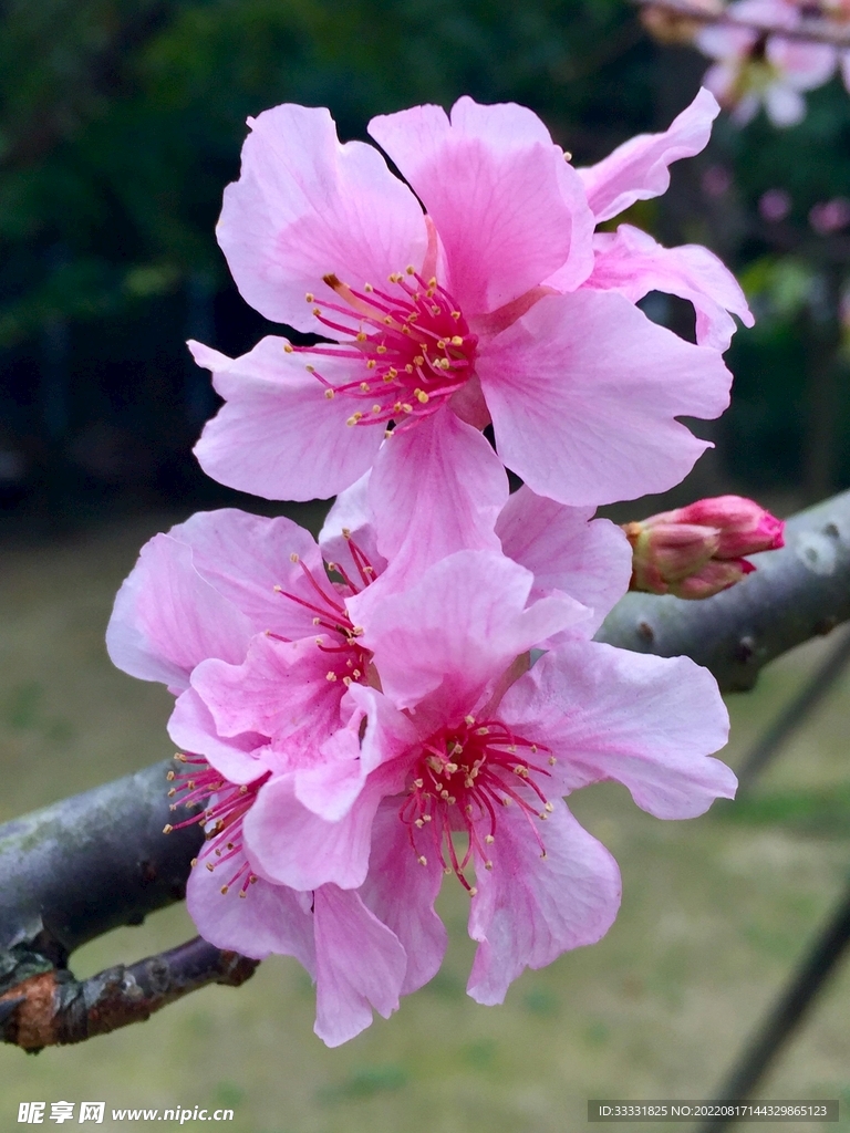 桃花