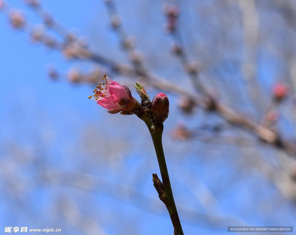 桃花