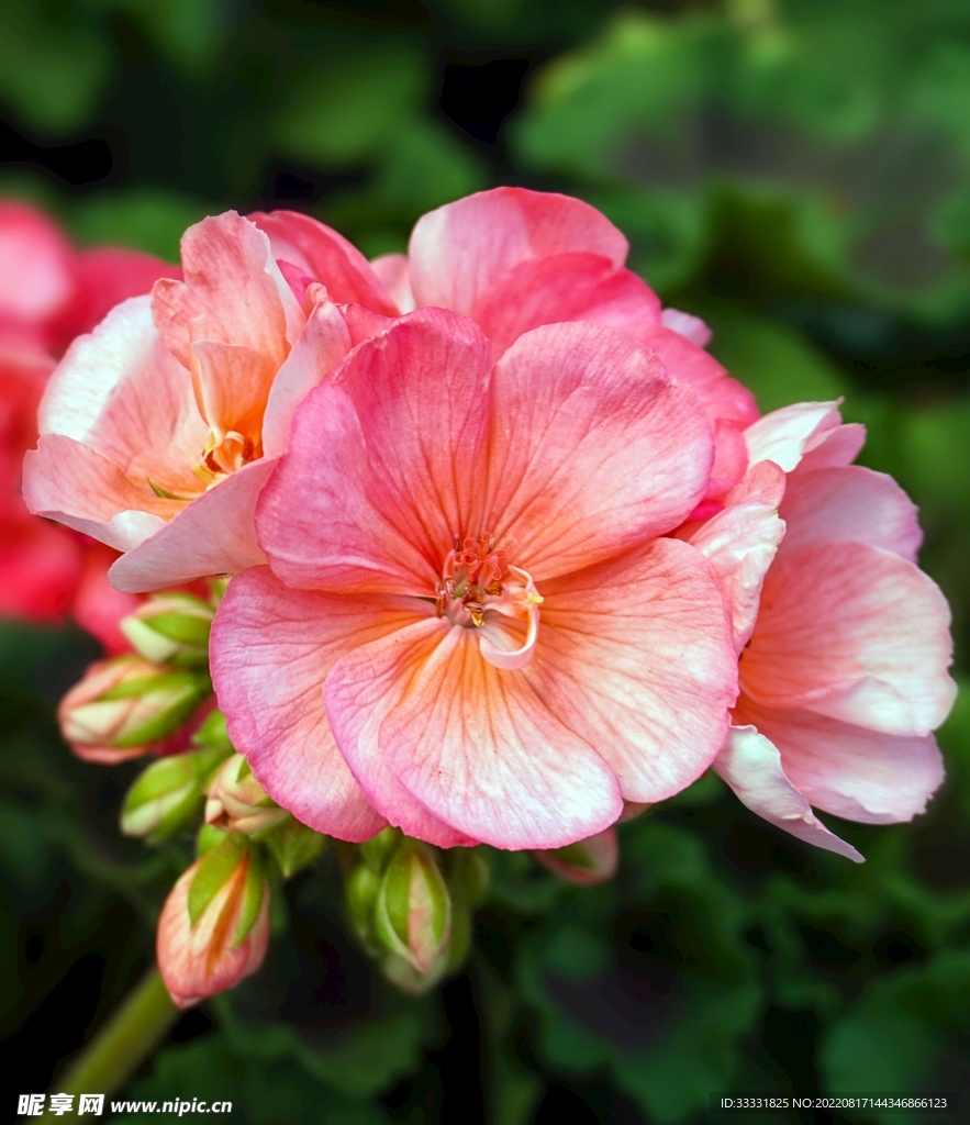 桃花