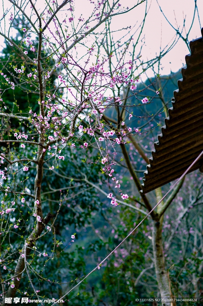 桃花