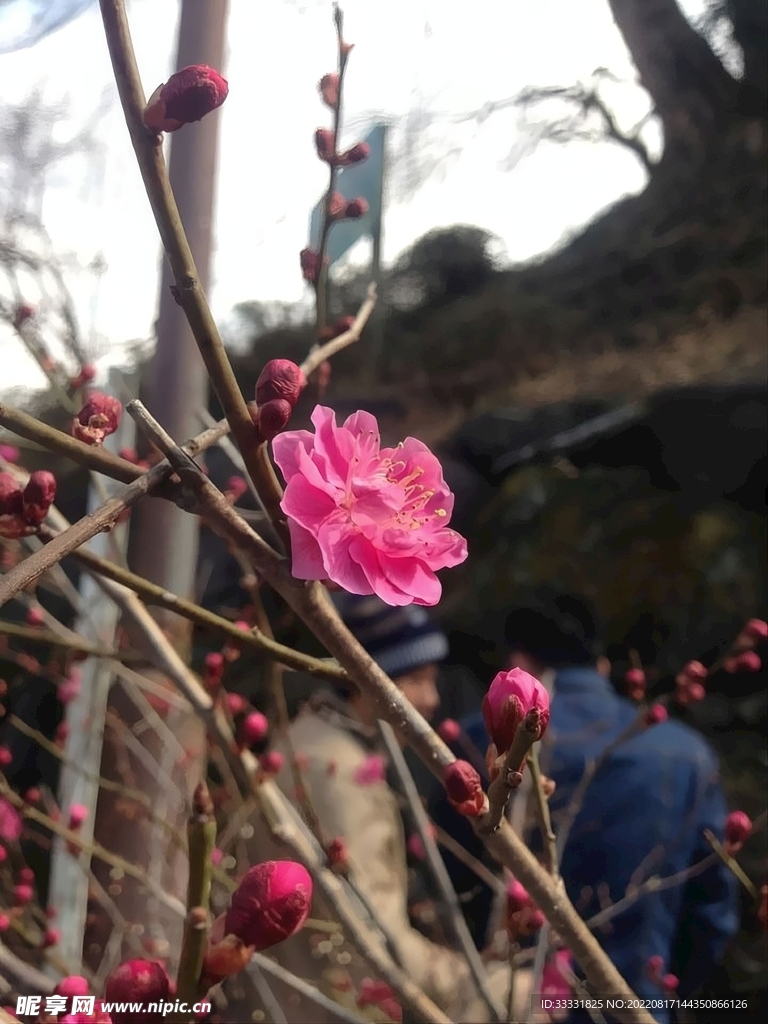桃花