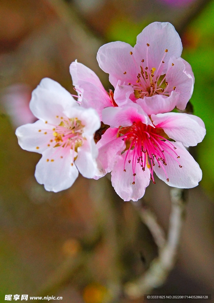 桃花