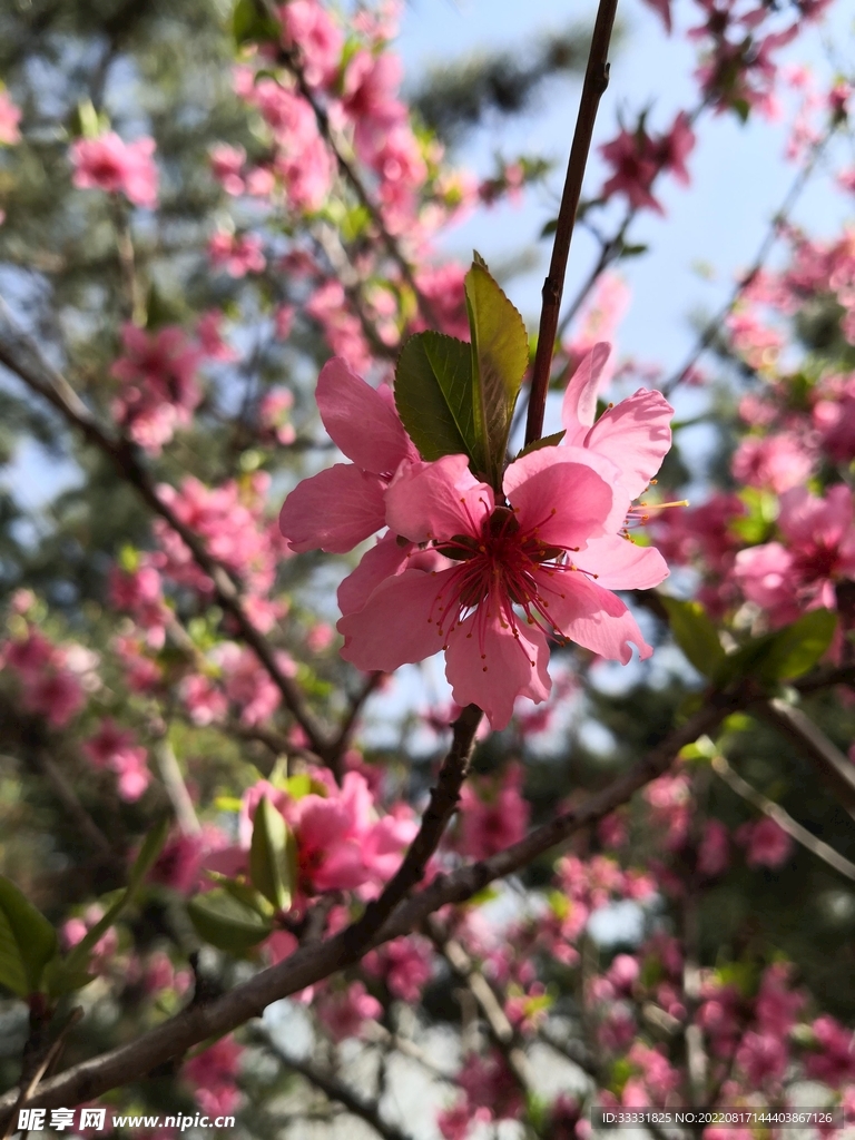 桃花