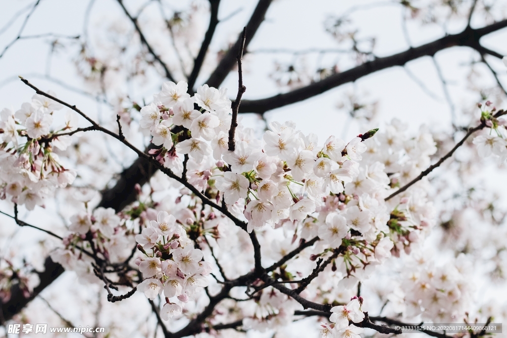 桃花