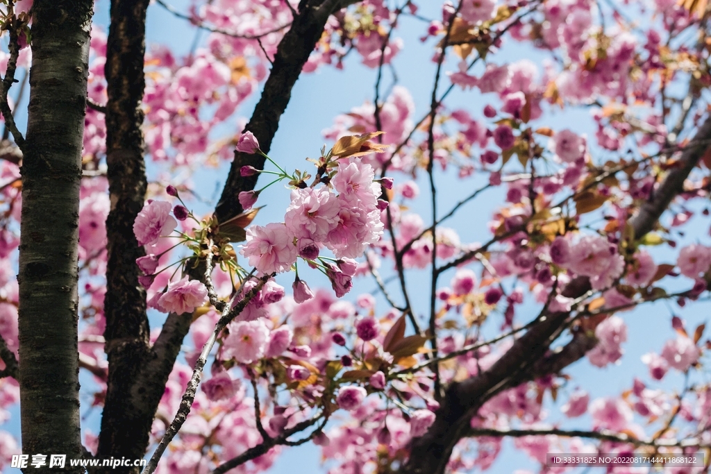 桃花