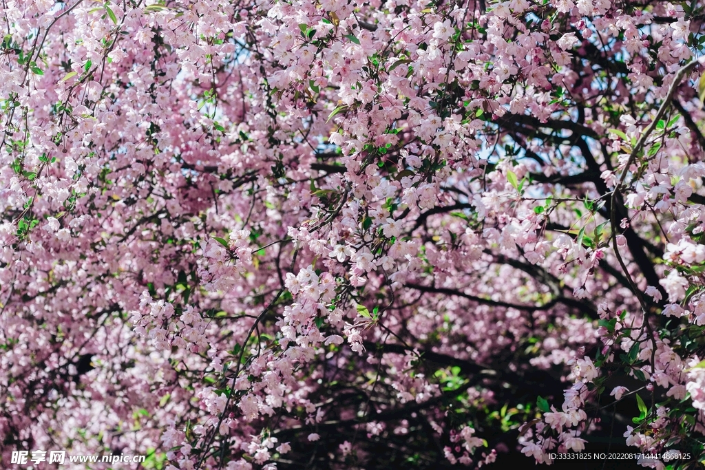 桃花