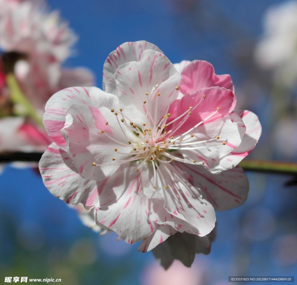 桃花