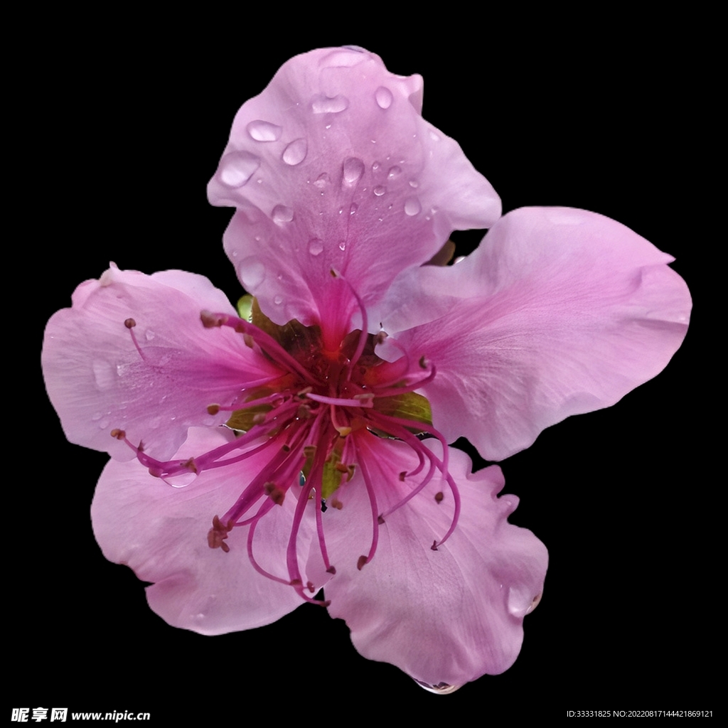 桃花