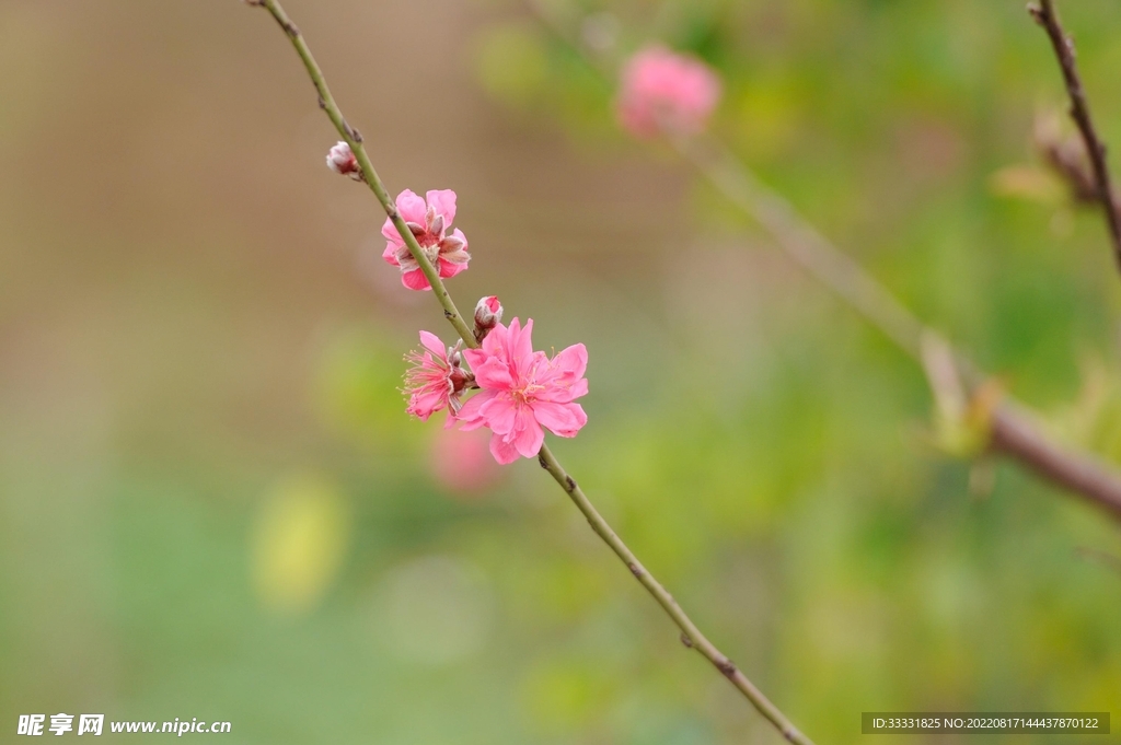 桃花