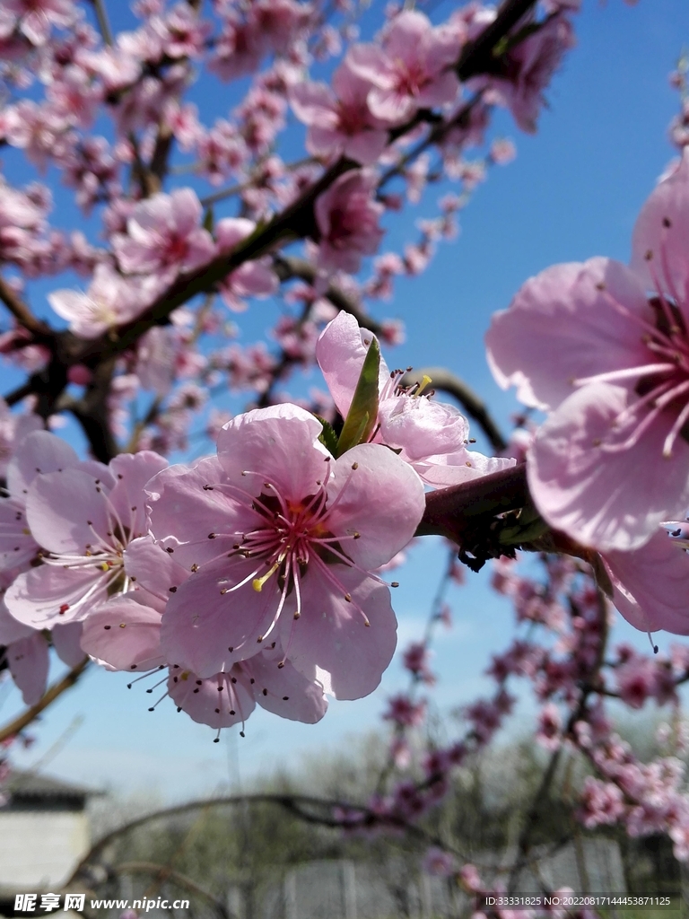桃花
