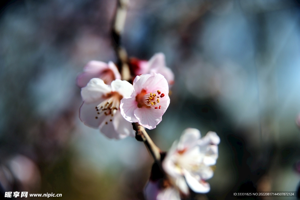 桃花