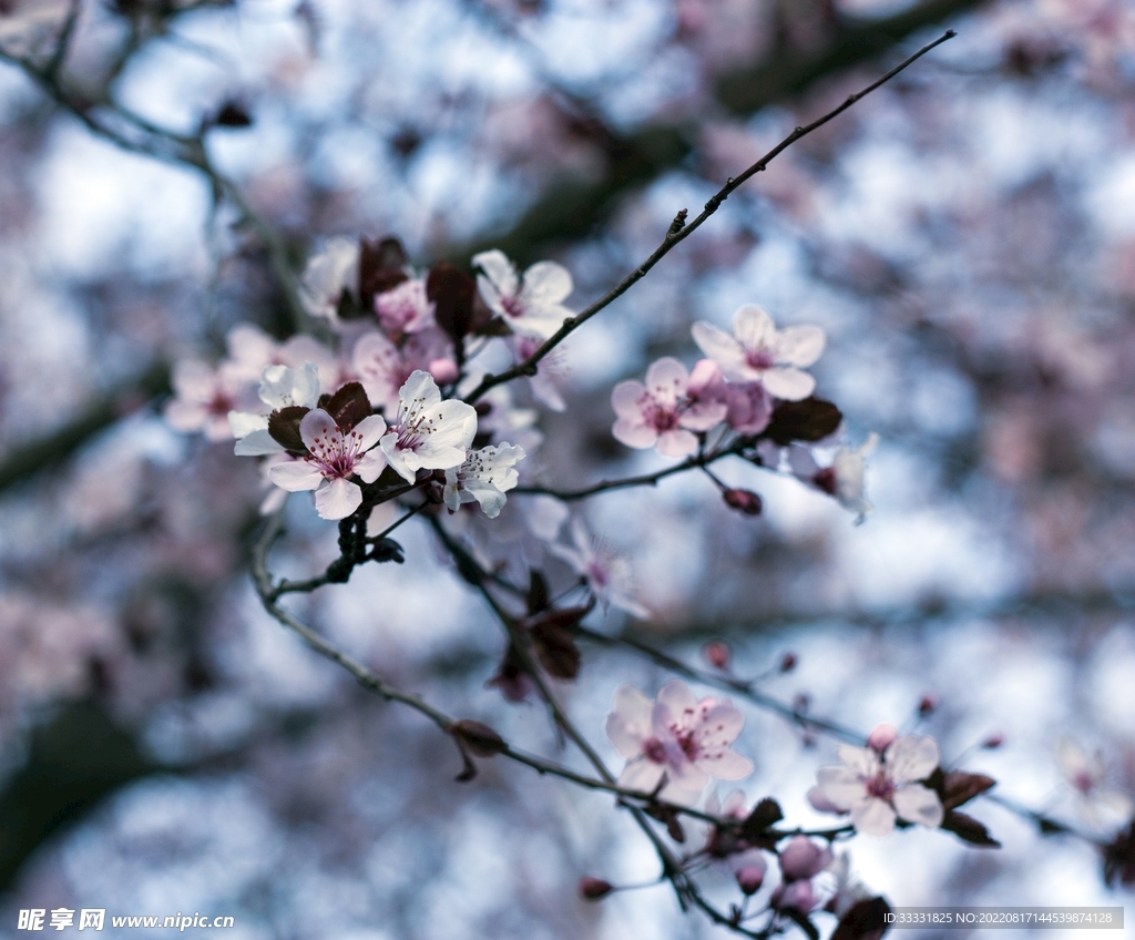 桃花