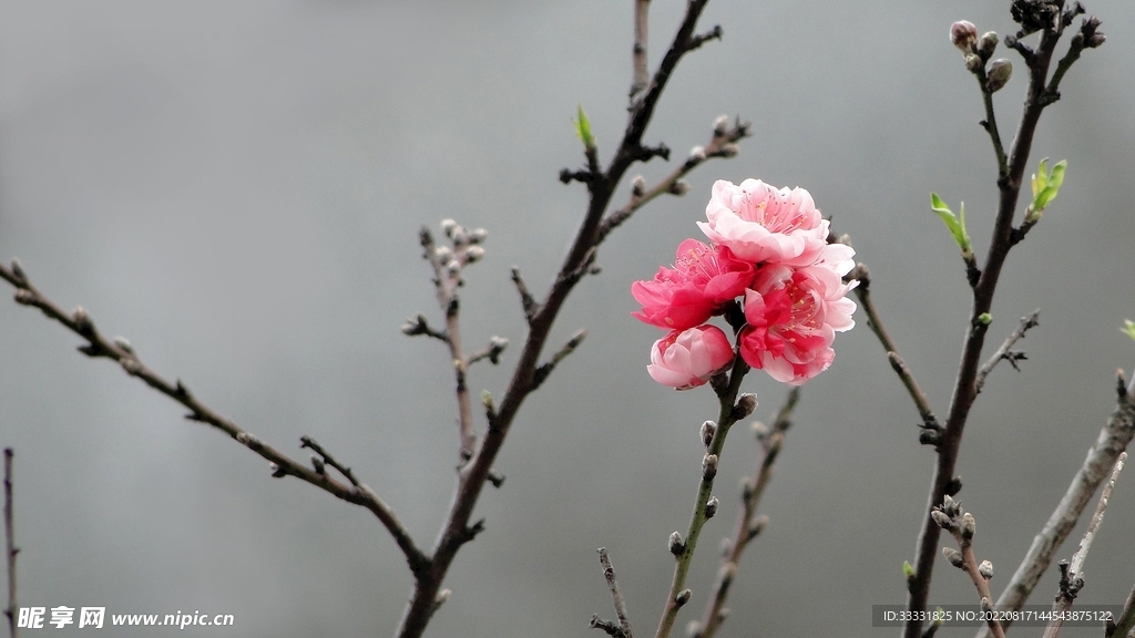 桃花