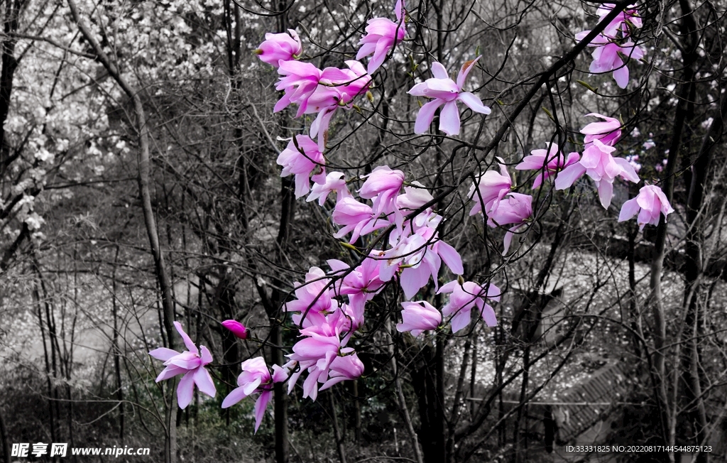 桃花