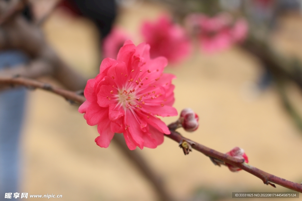 桃花