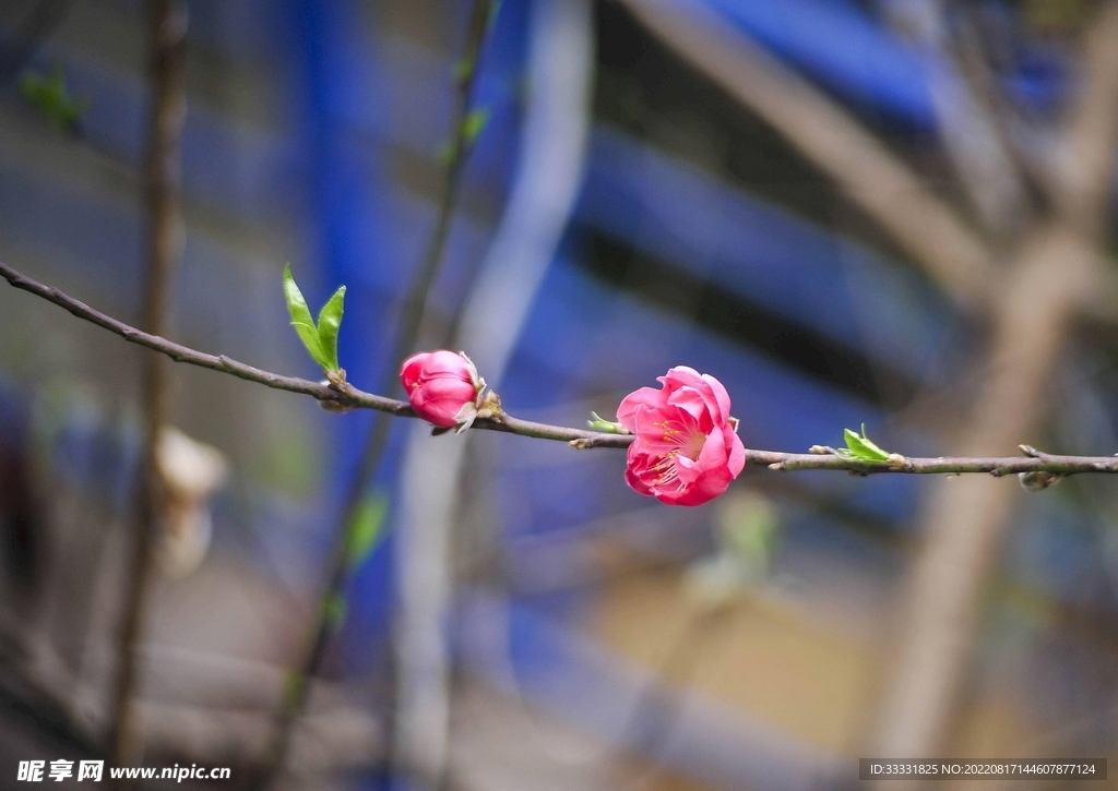 桃花