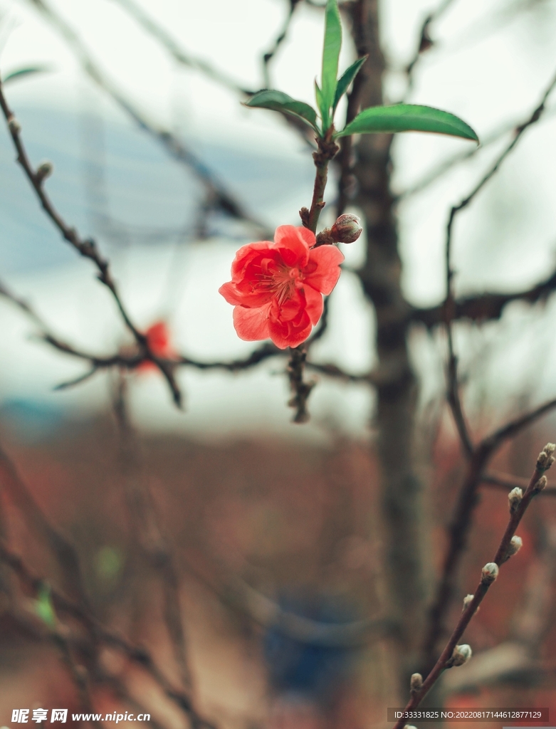 桃花