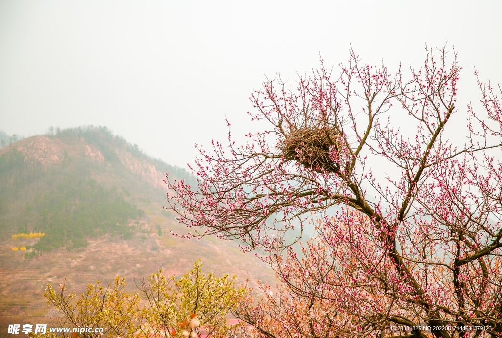 桃花