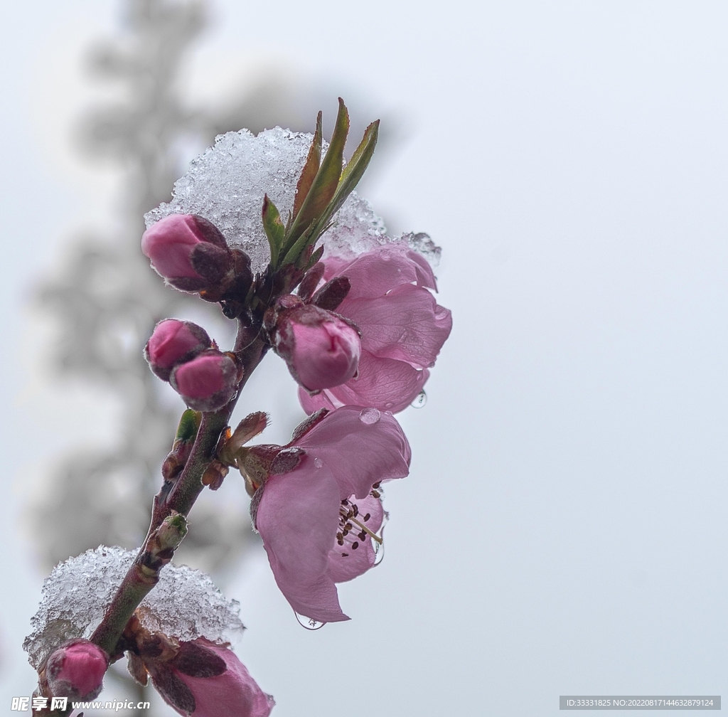桃花