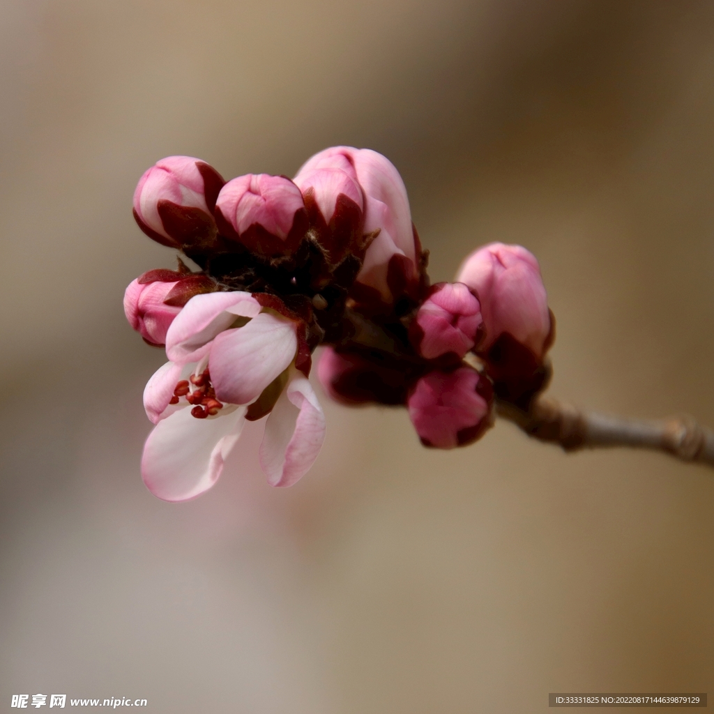 桃花