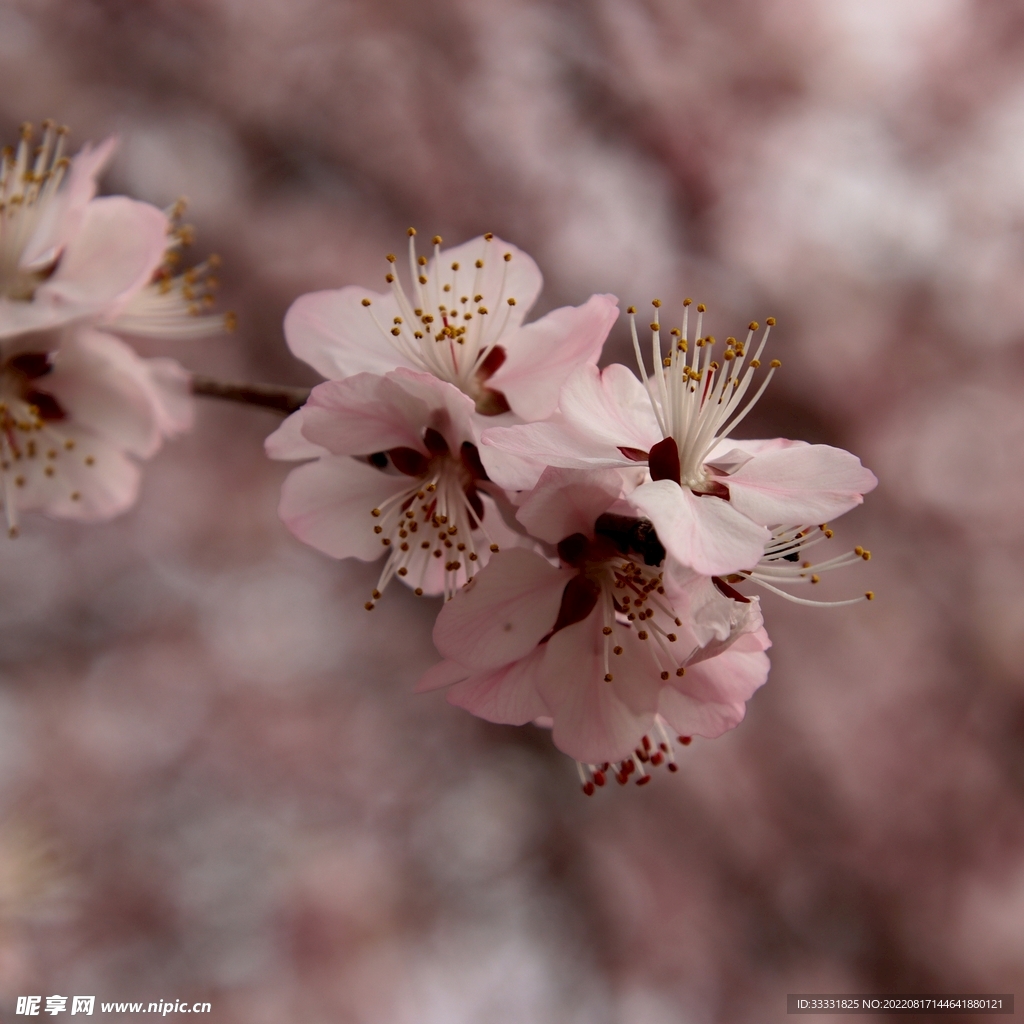 桃花