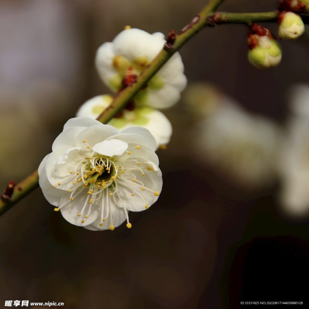 桃花