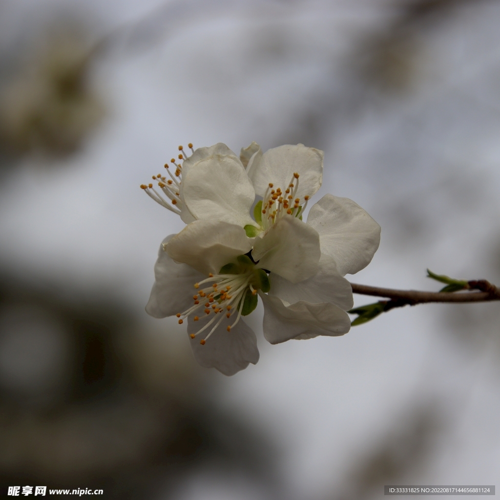 桃花