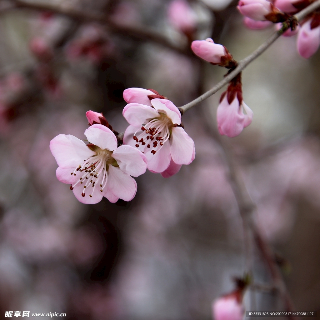 桃花