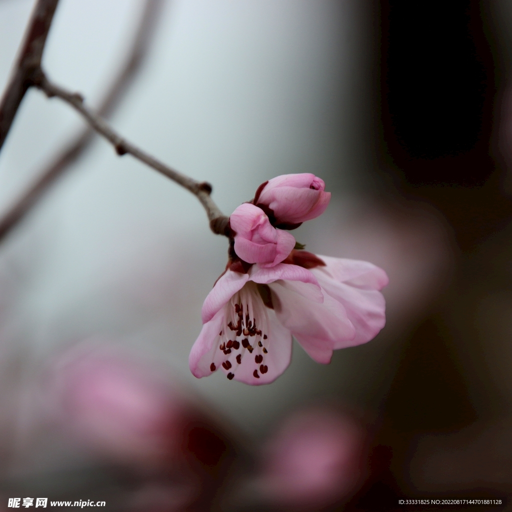 桃花