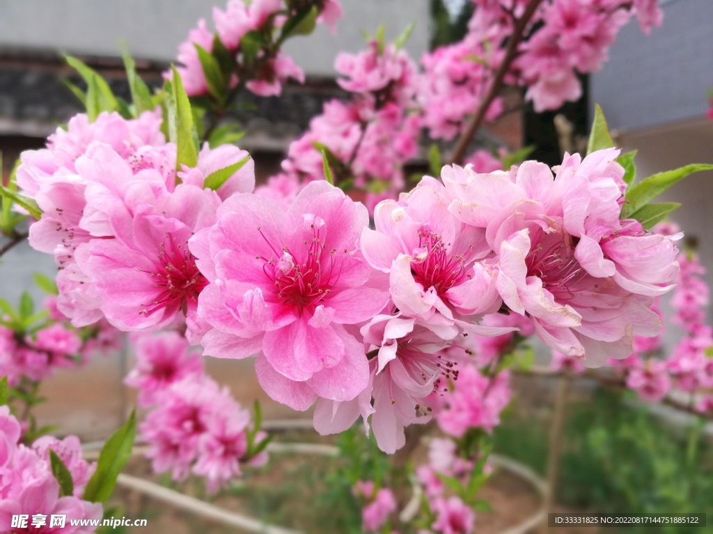 桃花