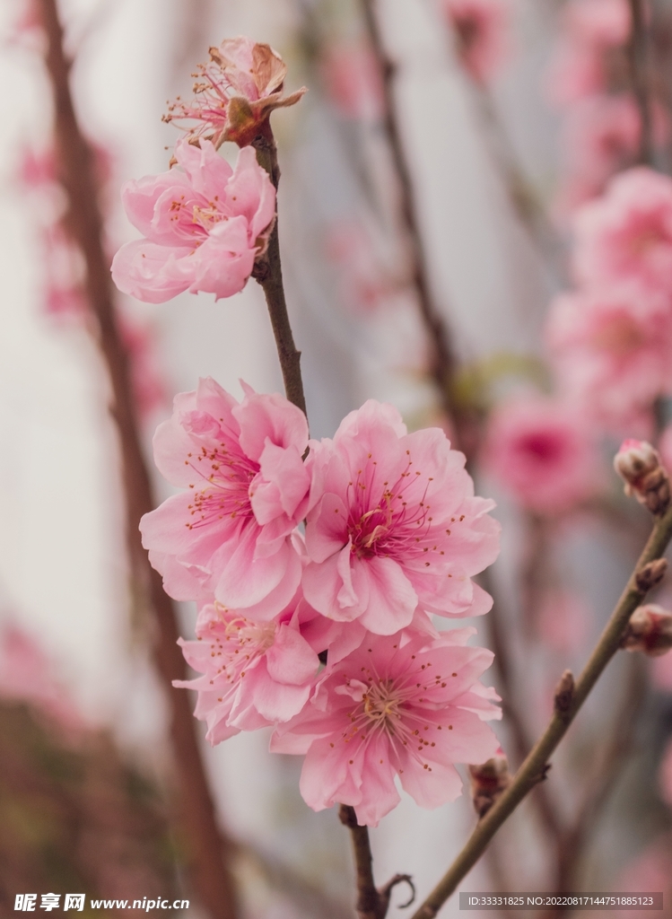 桃花