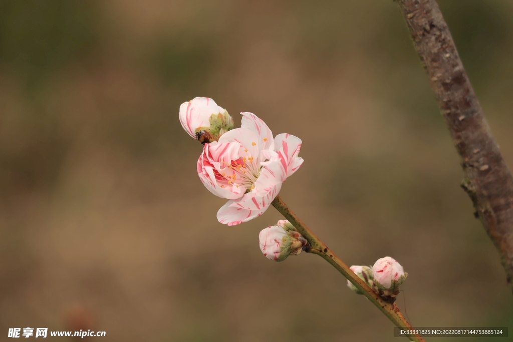 桃花